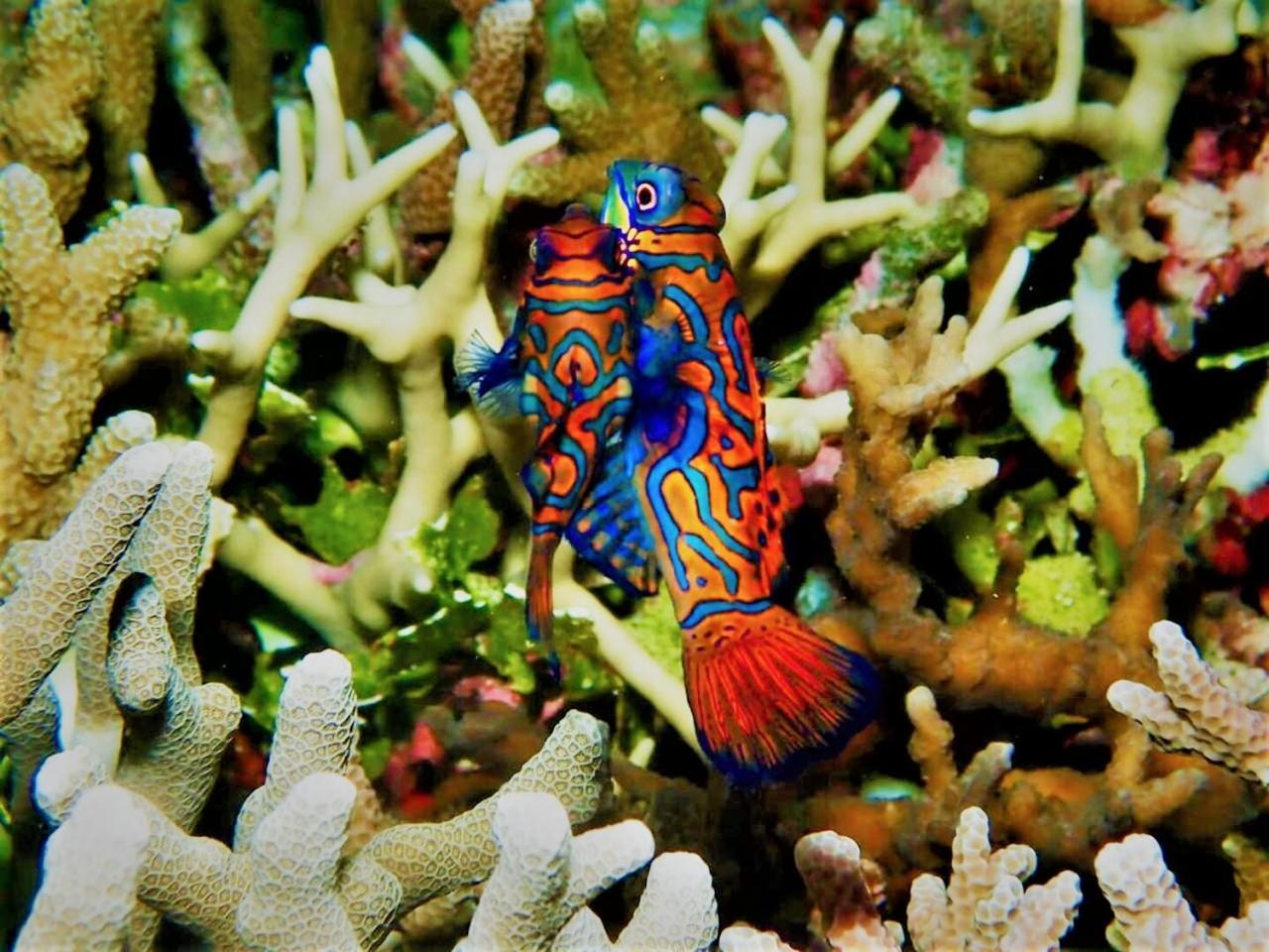 Apo Diver Hotel San Juan (Siquijor)